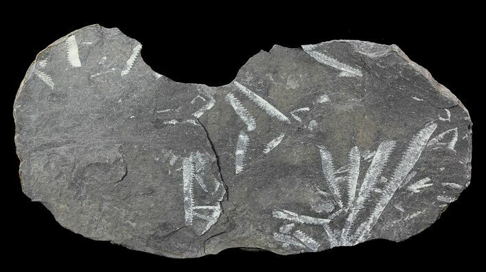 Fossil Graptolites (Didymograptus) - Great Britain #68014